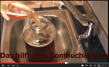 Kombucha made ready for the fermentation