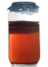Kombucha in a fermentatioin glass